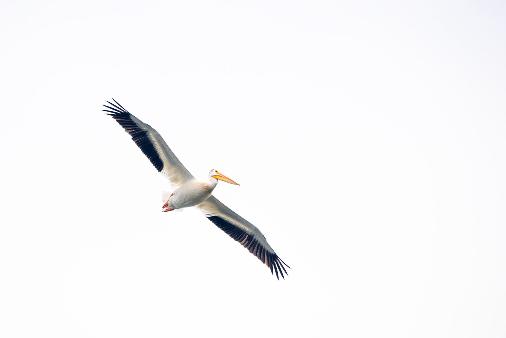 American Pelican