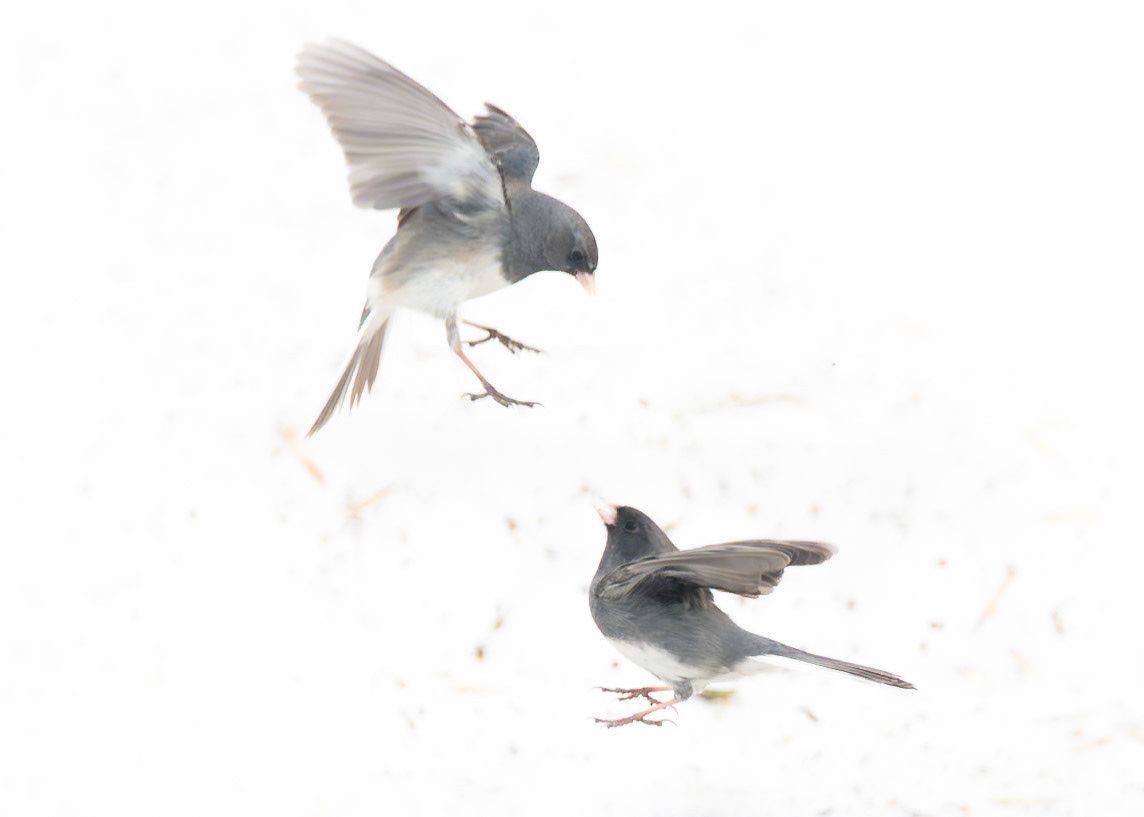 Dark-eyed Junco