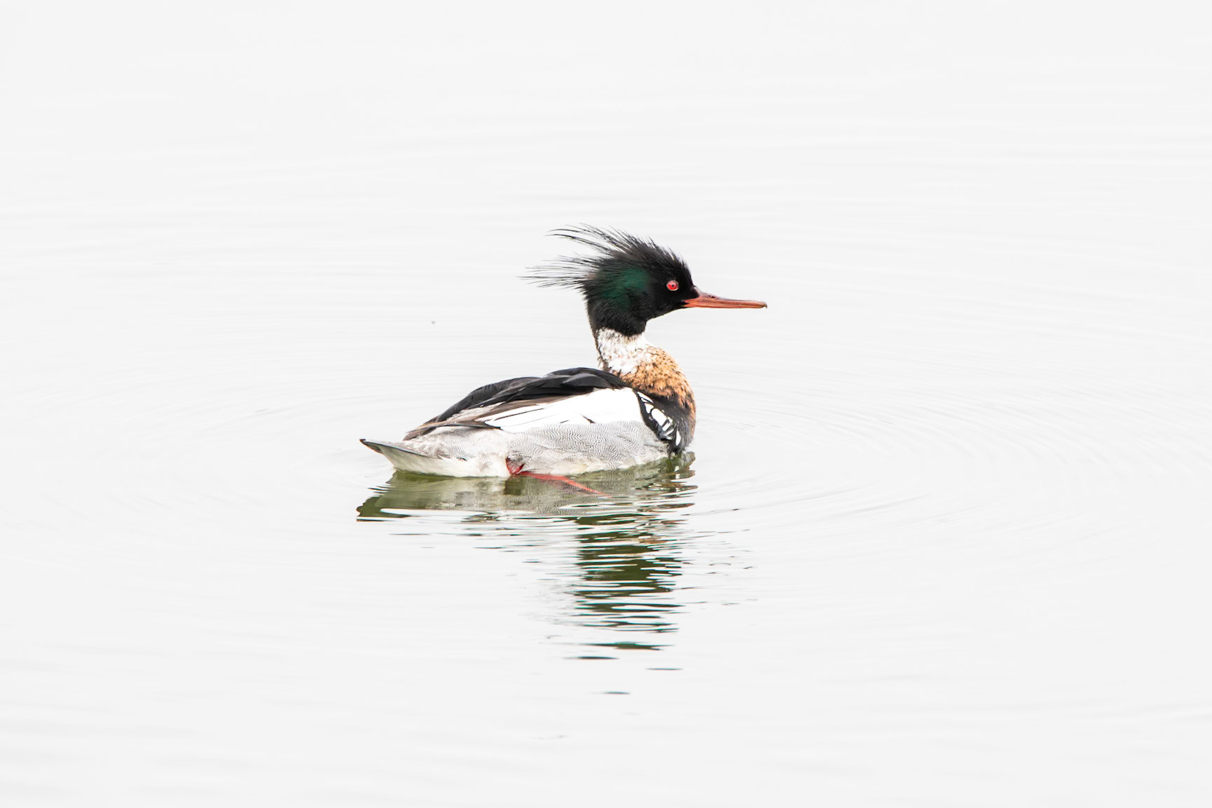 Red-Breasted Merganser