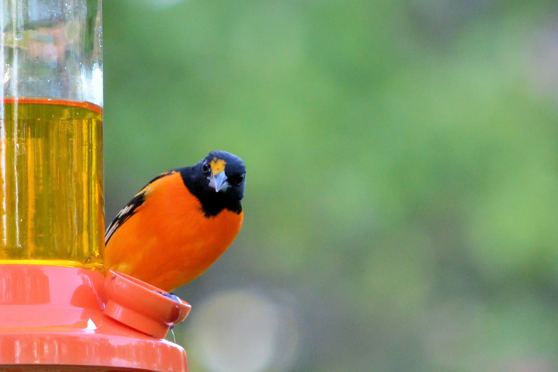 Baltimore Oriole