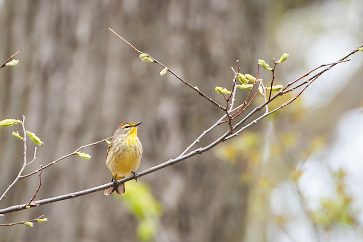 Palm Warbler