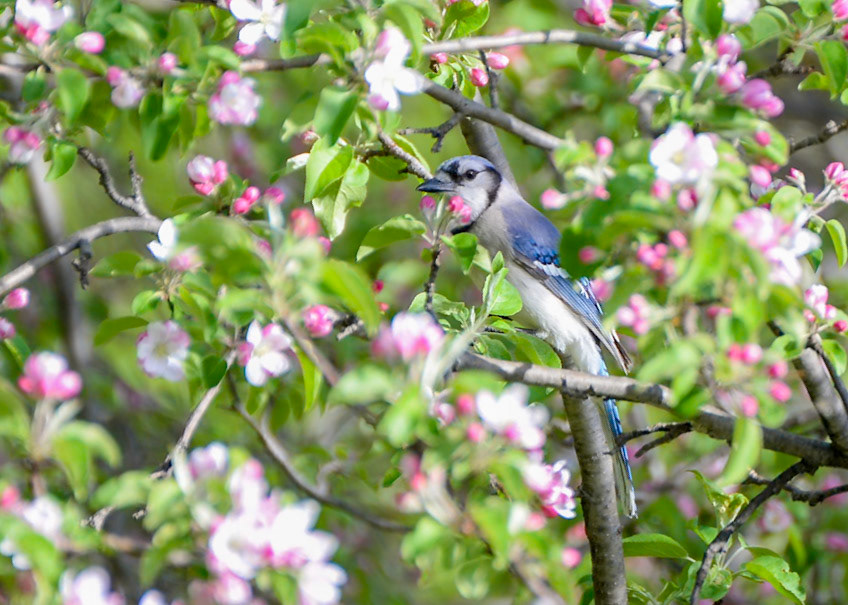 Blue Jay