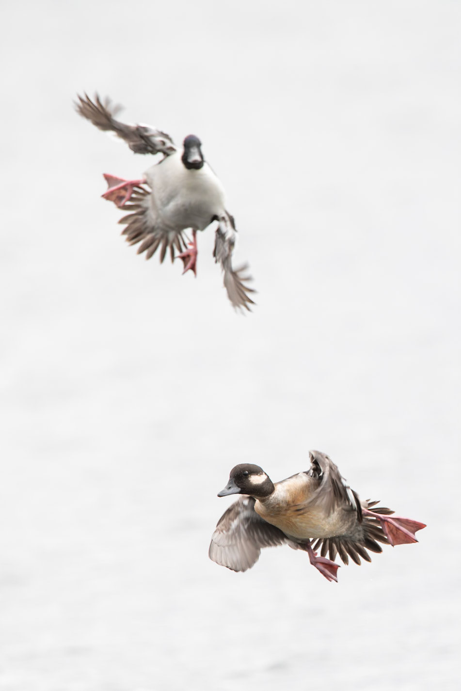 Bufflehead