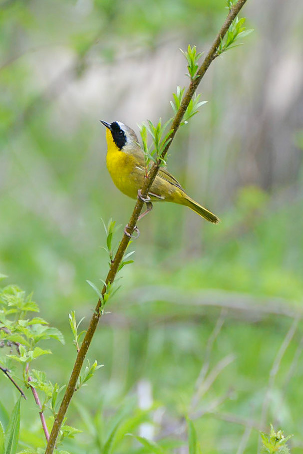Common Yellowthroat