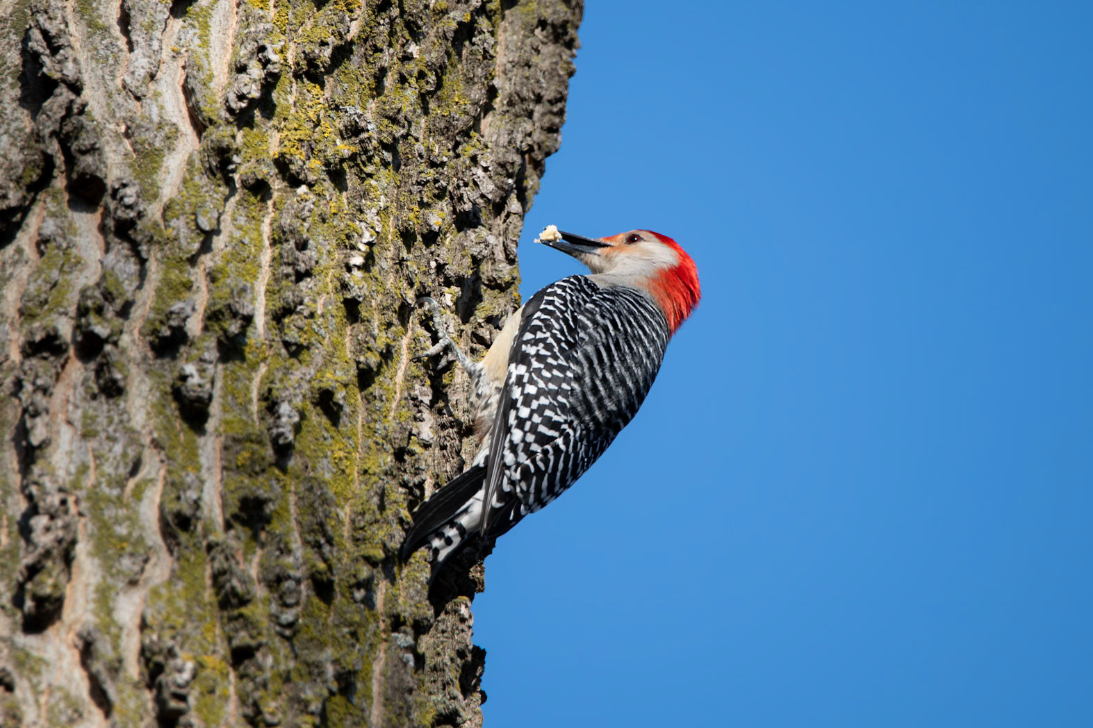 Red Bellied Woodpecker