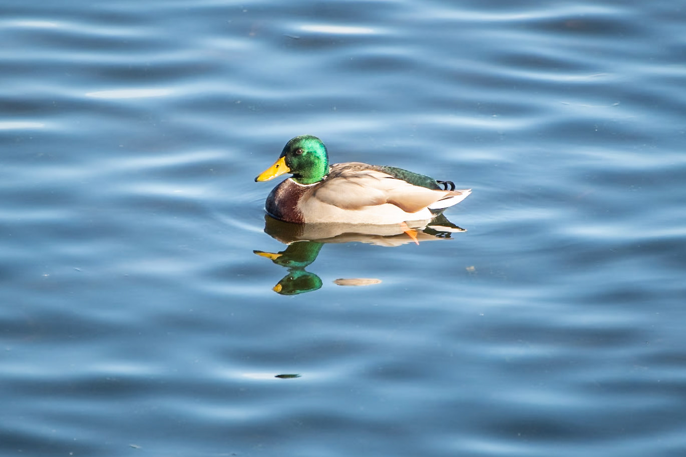 Mallard
