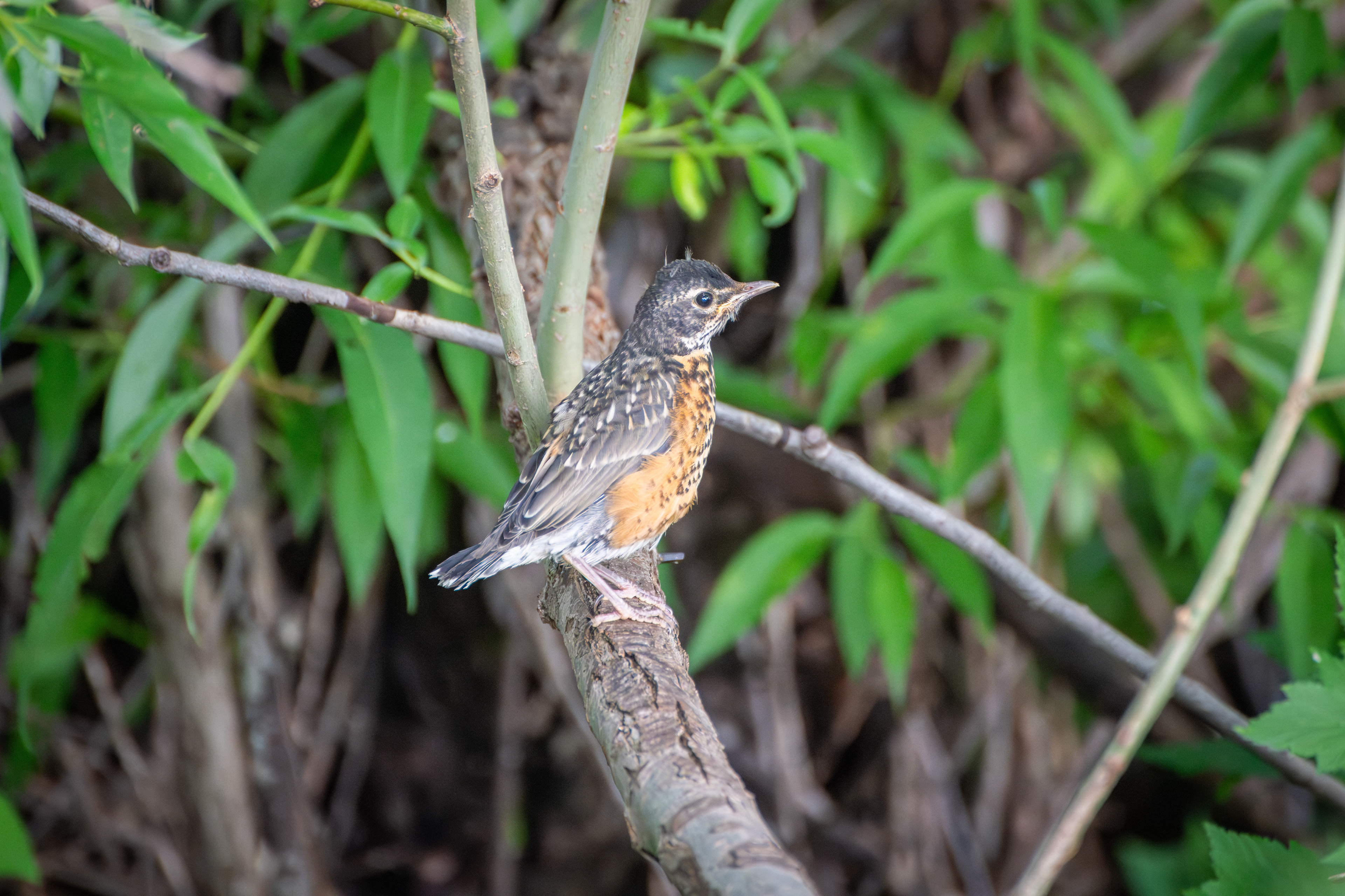 American Robin
