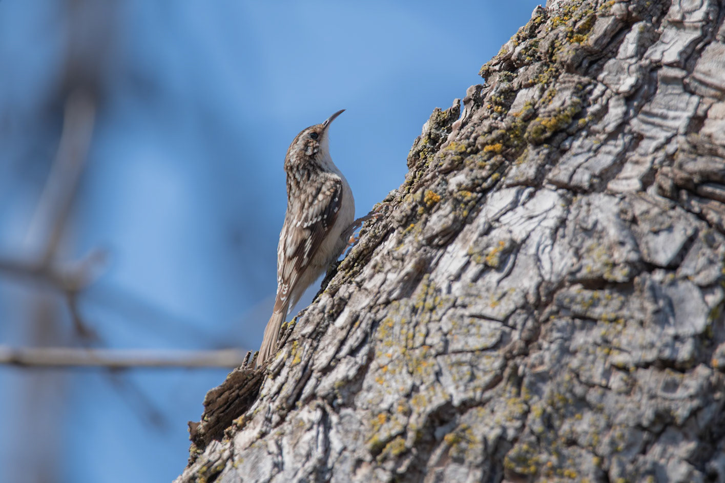 Brown Creeper