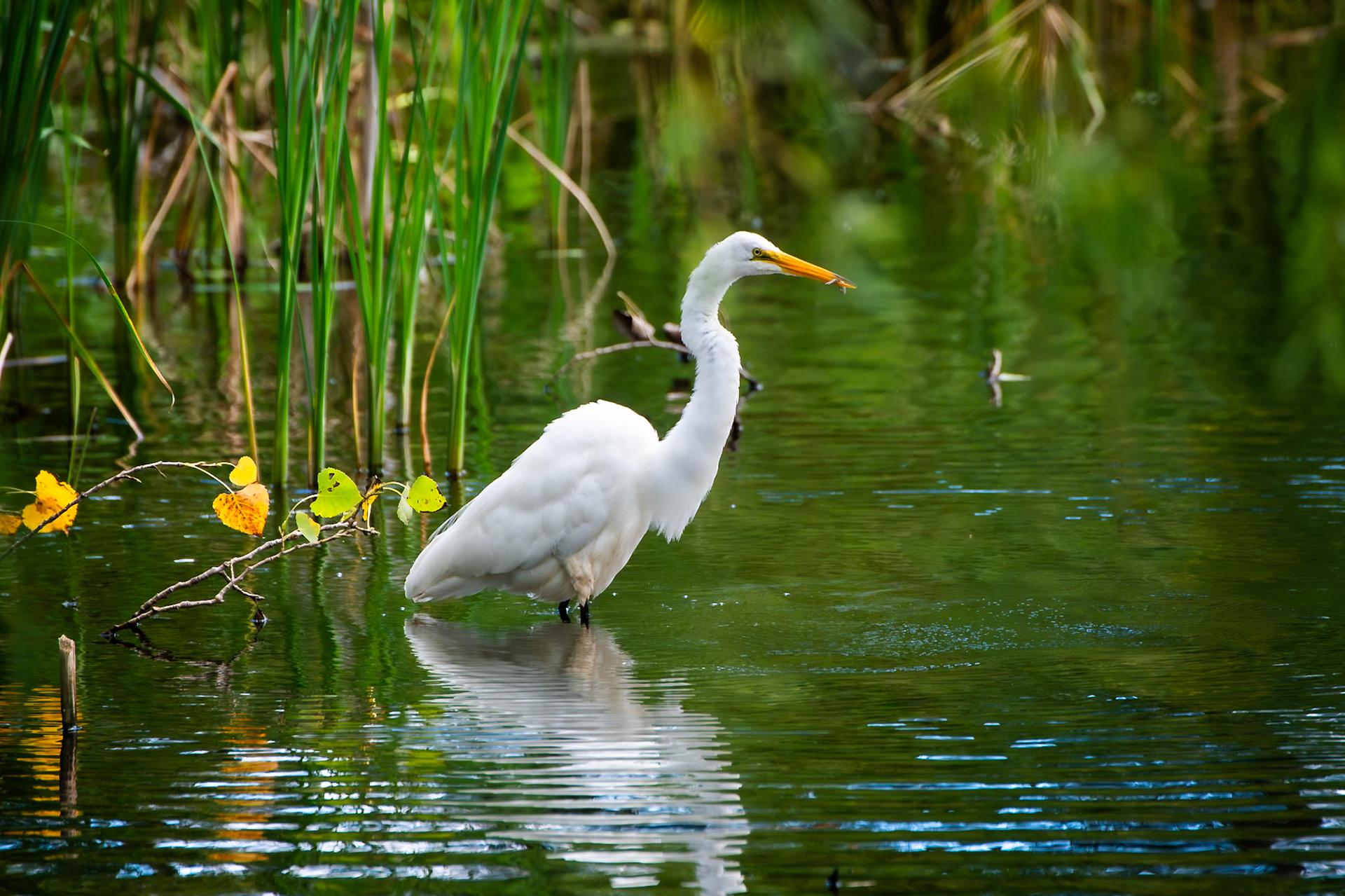 Egret
