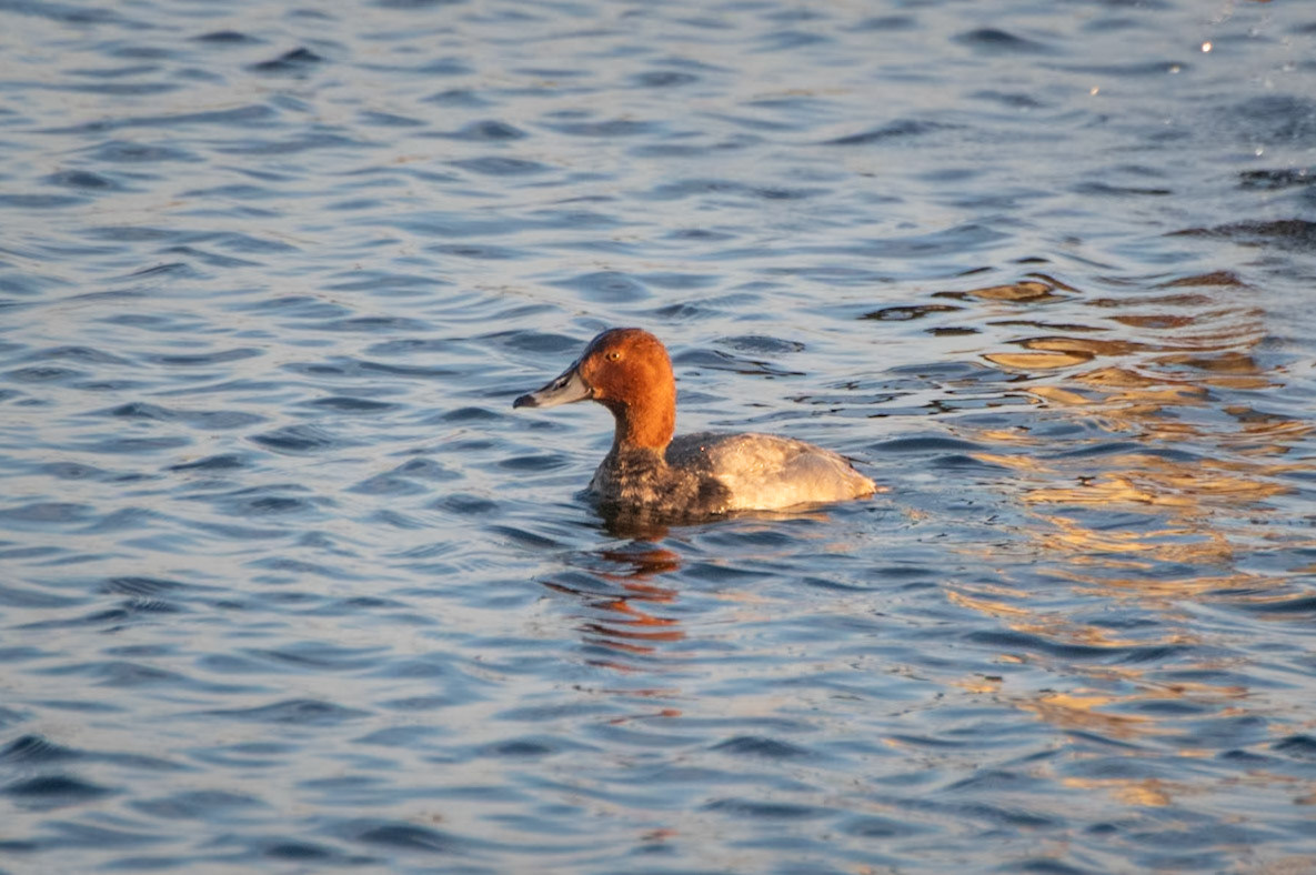 Redhead