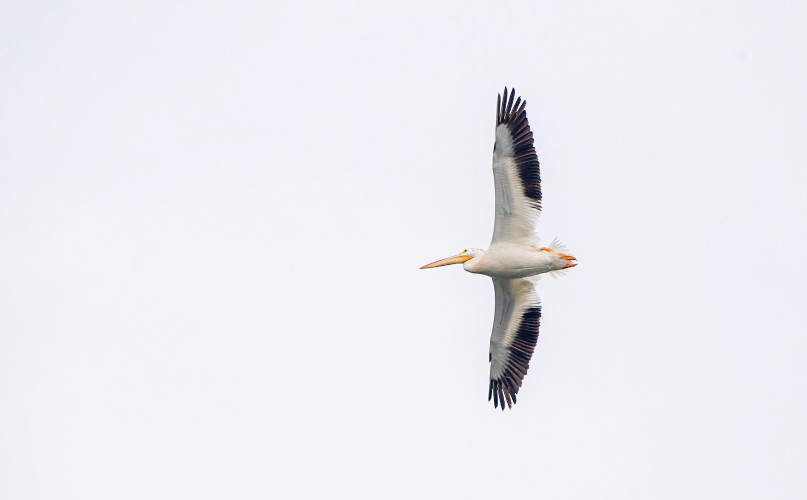 American Pelican