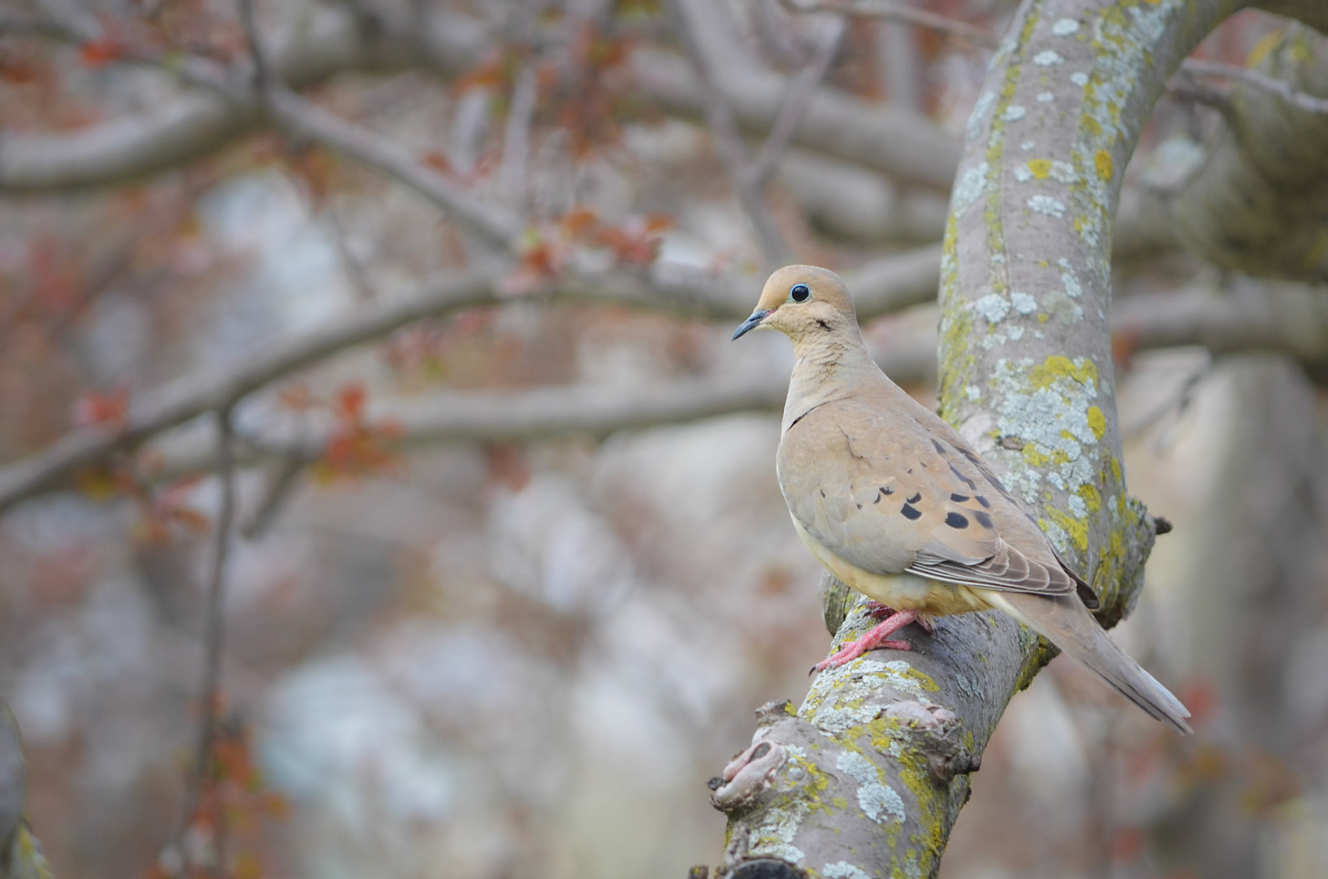 Mourning Dove