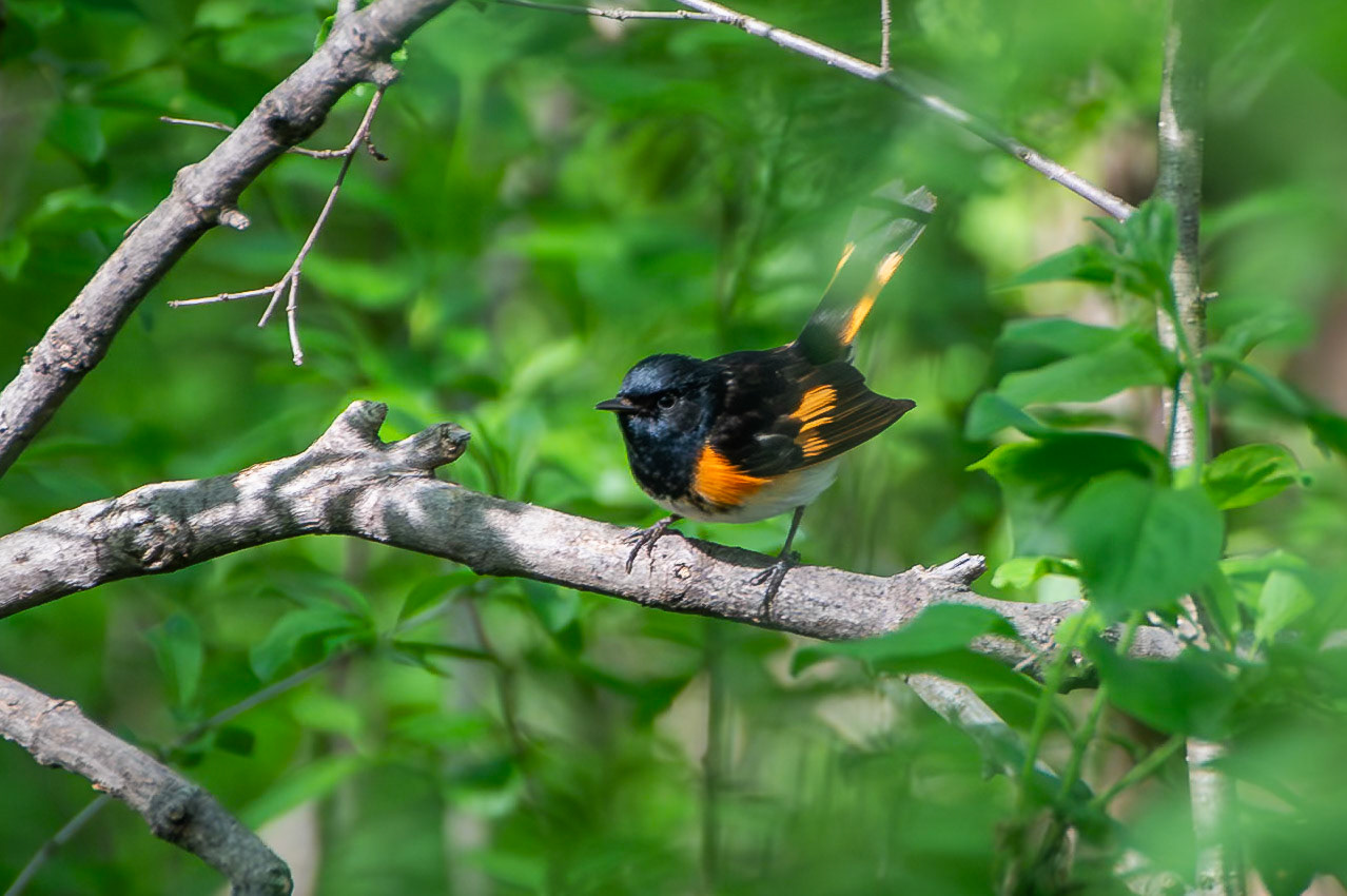 American Redstart