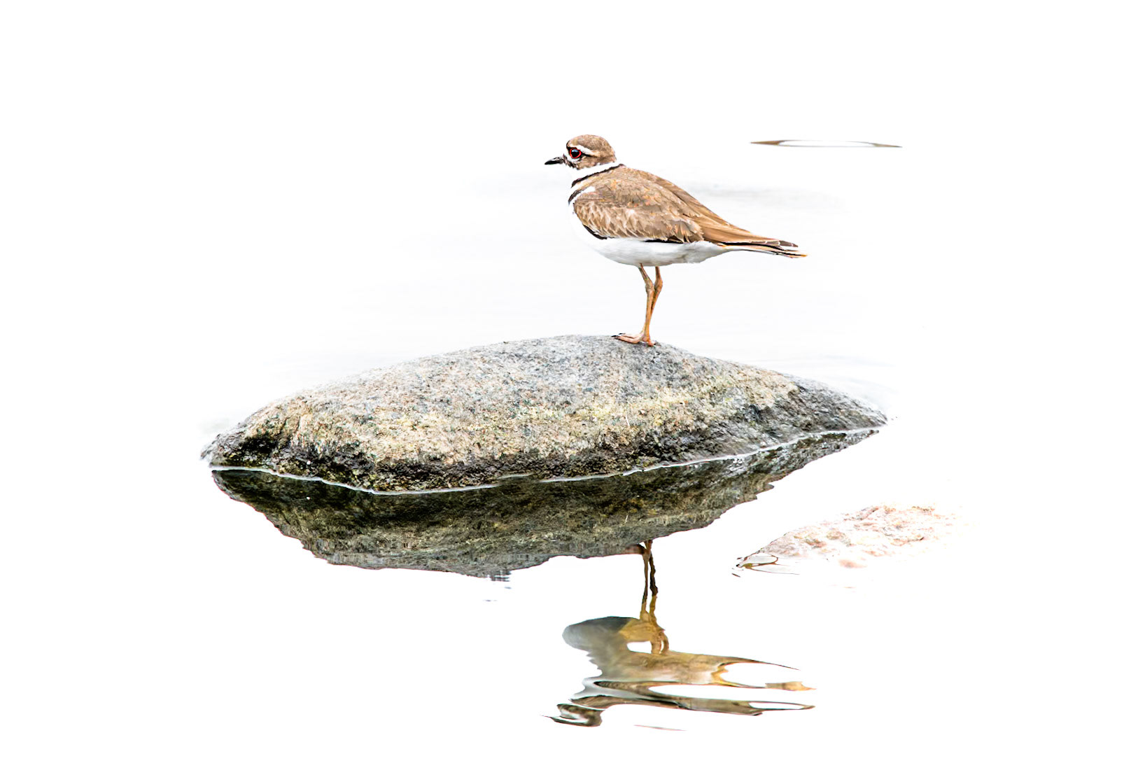 Killdeer