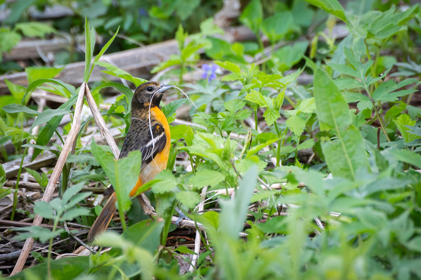 Baltimore Oriole