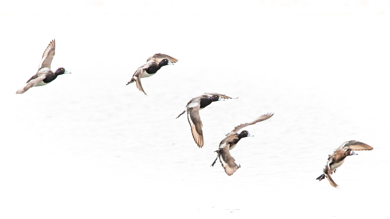 Lesser Scaup