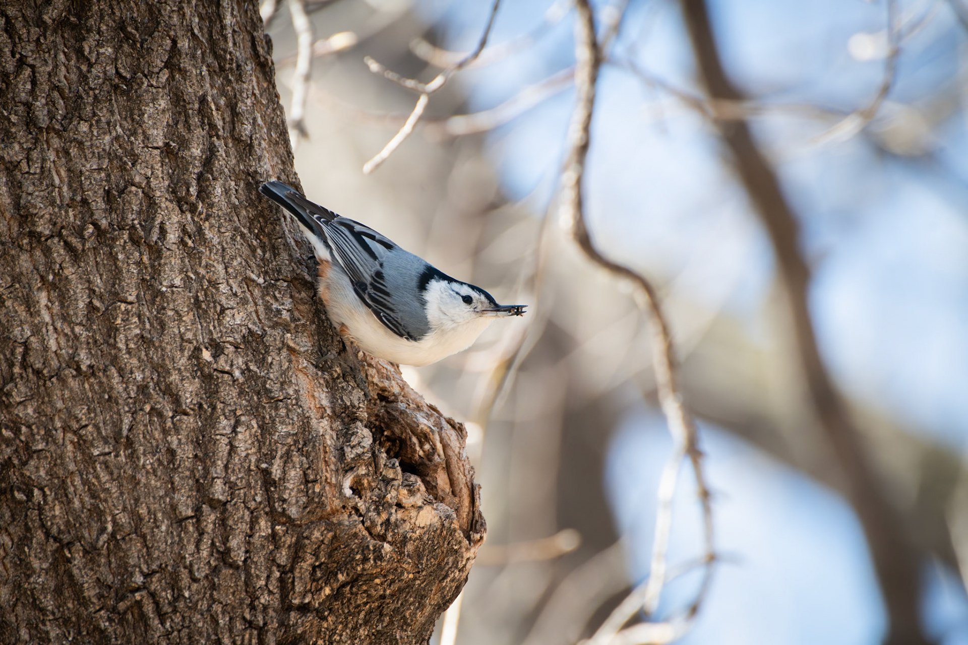 White-breasted Nuthatch