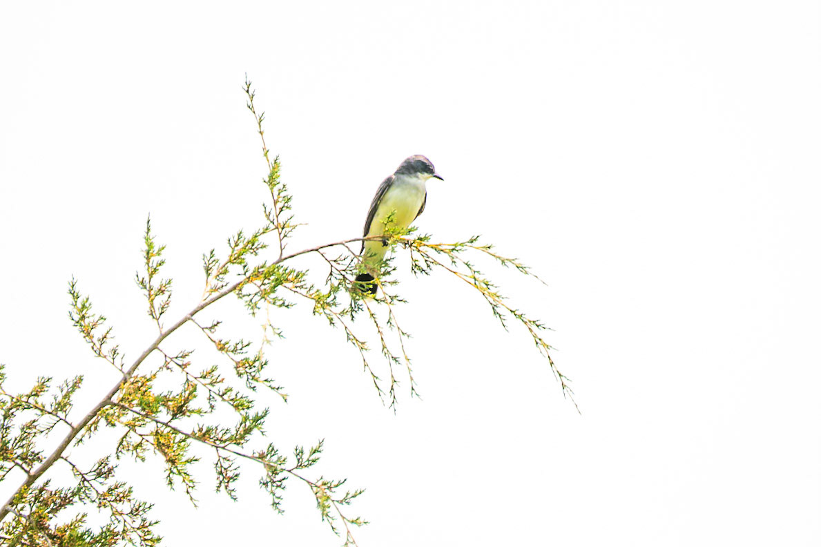 Western Kingbird