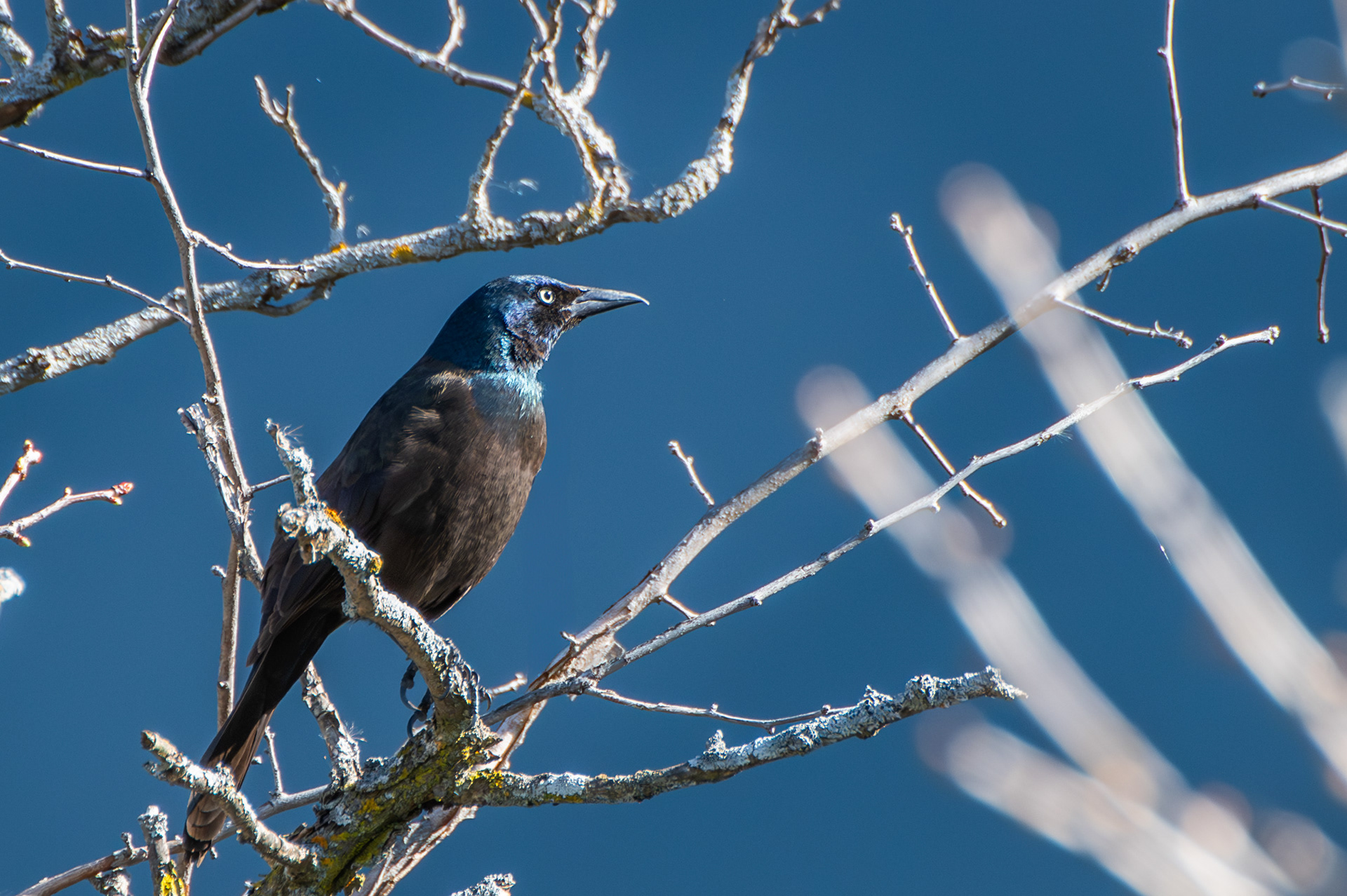 Common Grackle