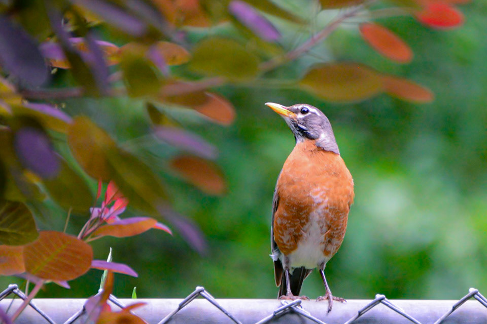 American Robin