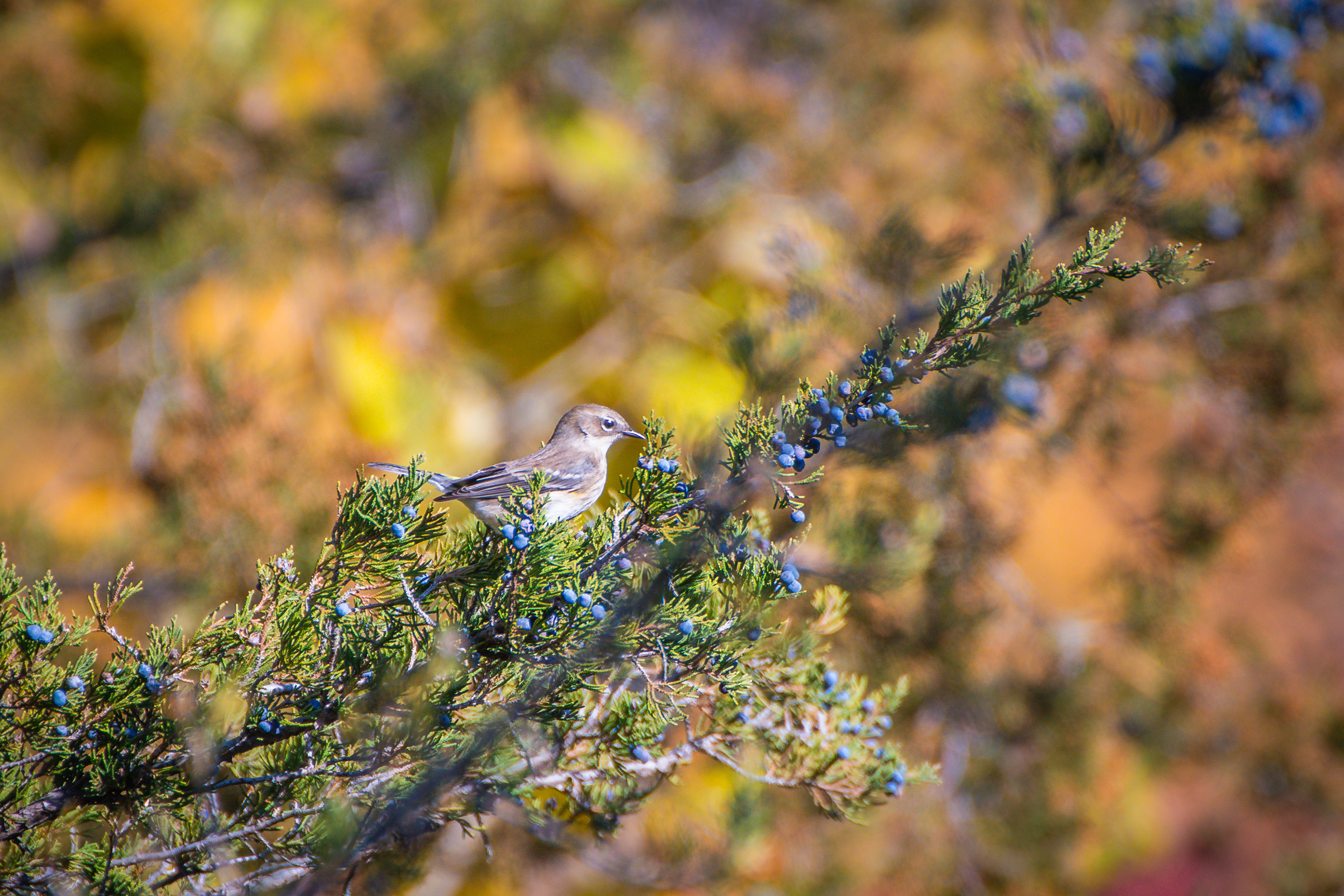 Yellow Rumped Warbler