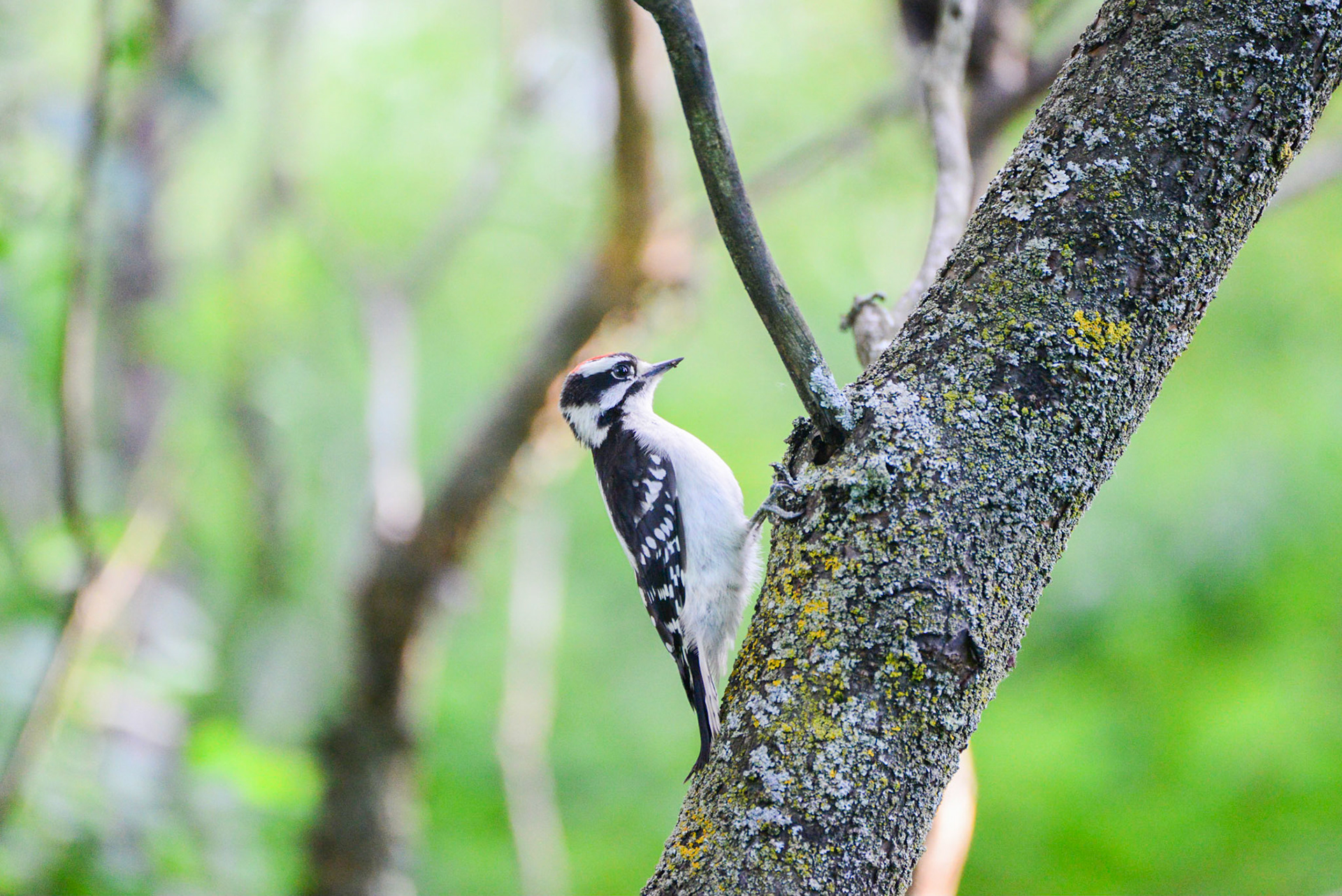 Downy Woodpecker