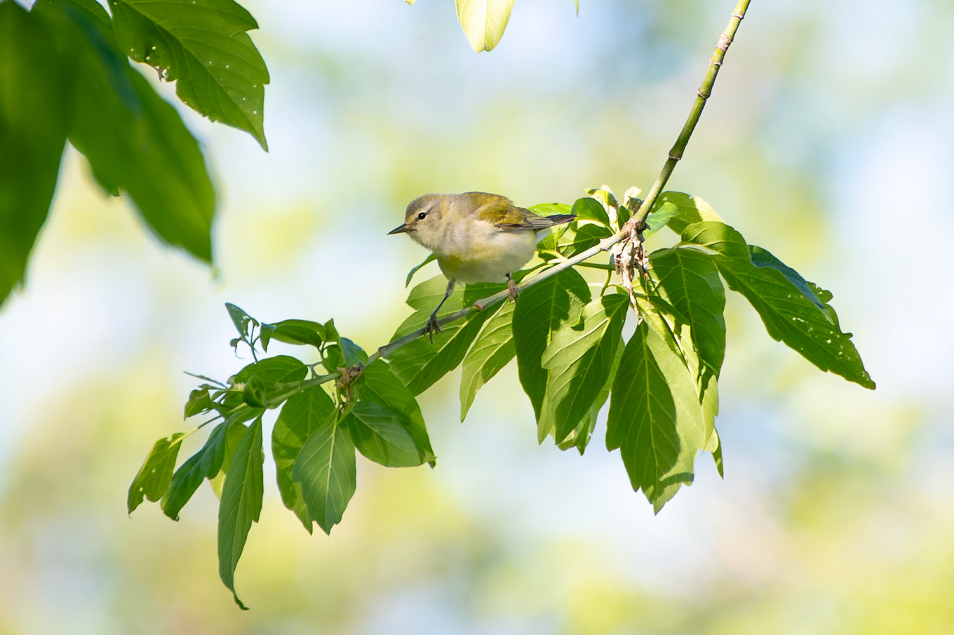 Tennessee Warbler