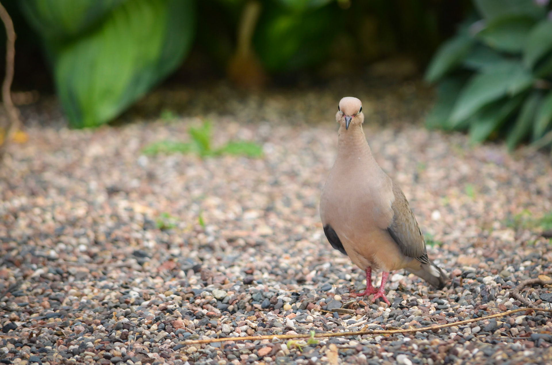 Mourning Dove