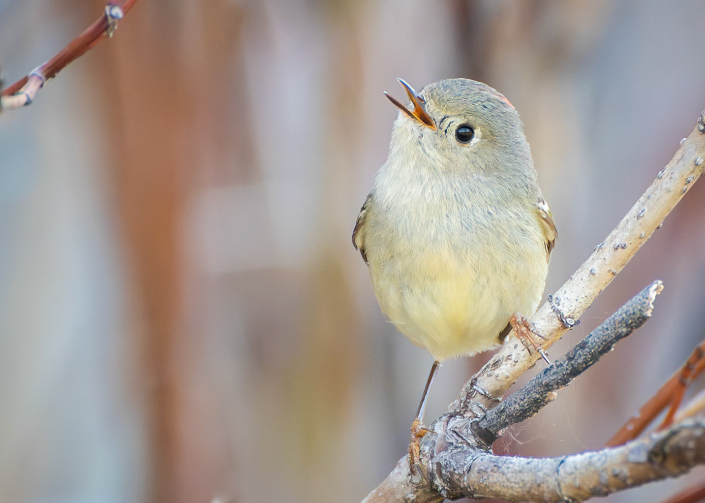 Ruby Crowned Kinglet