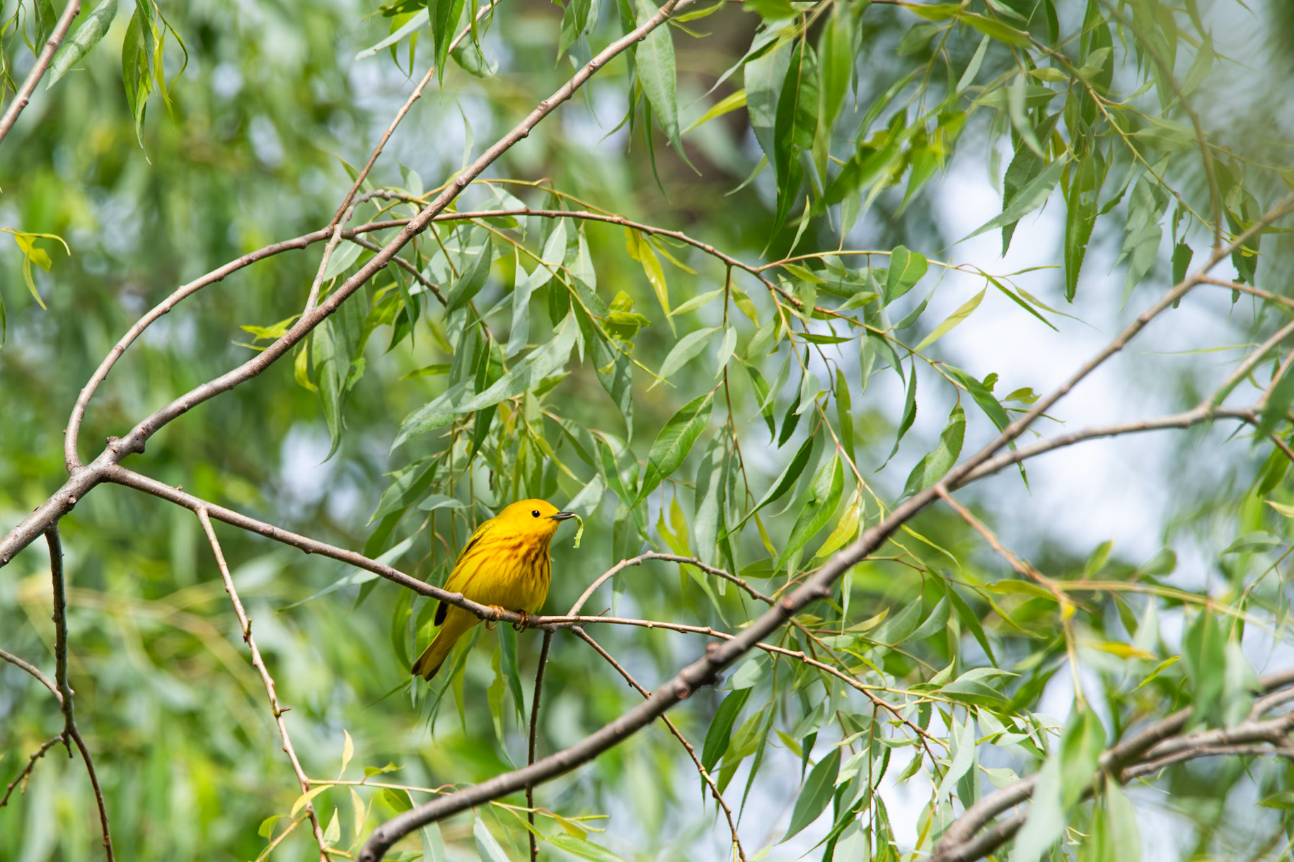 Yellow Warbler