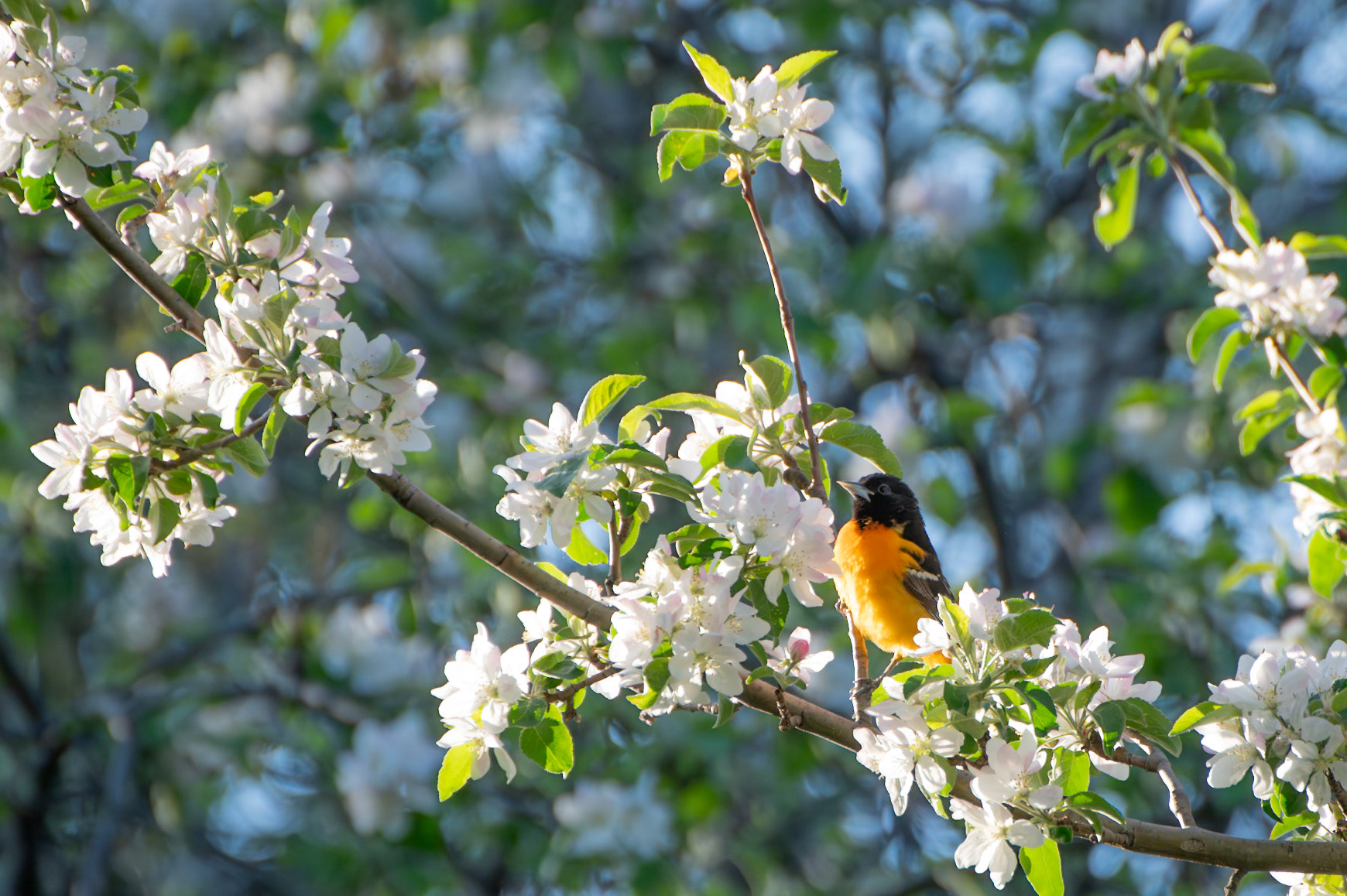 Baltimore Oriole