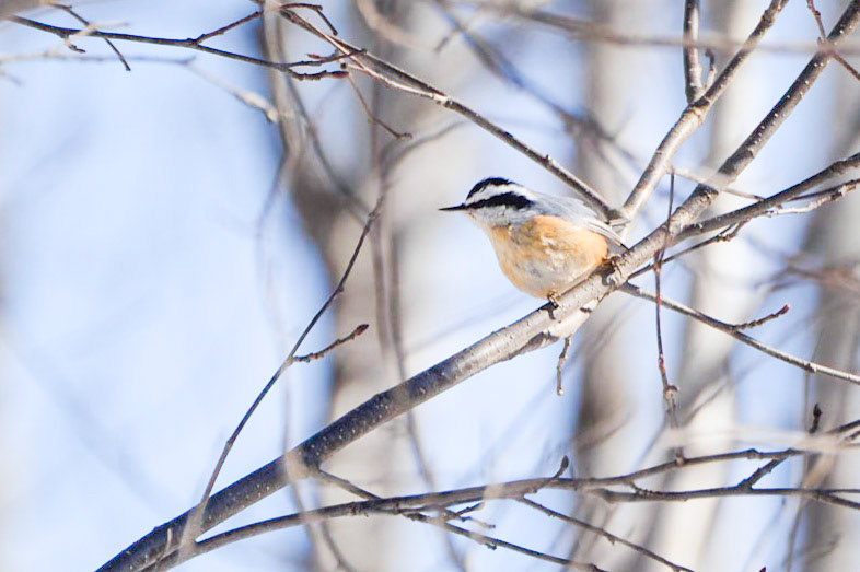 Red-breasted Nuthatch