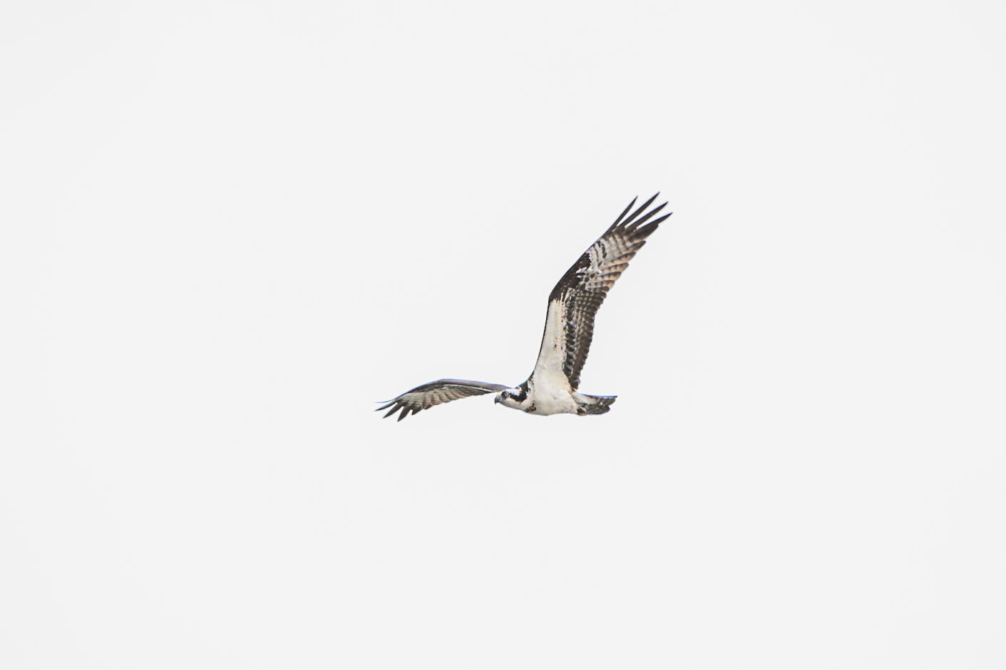 Osprey