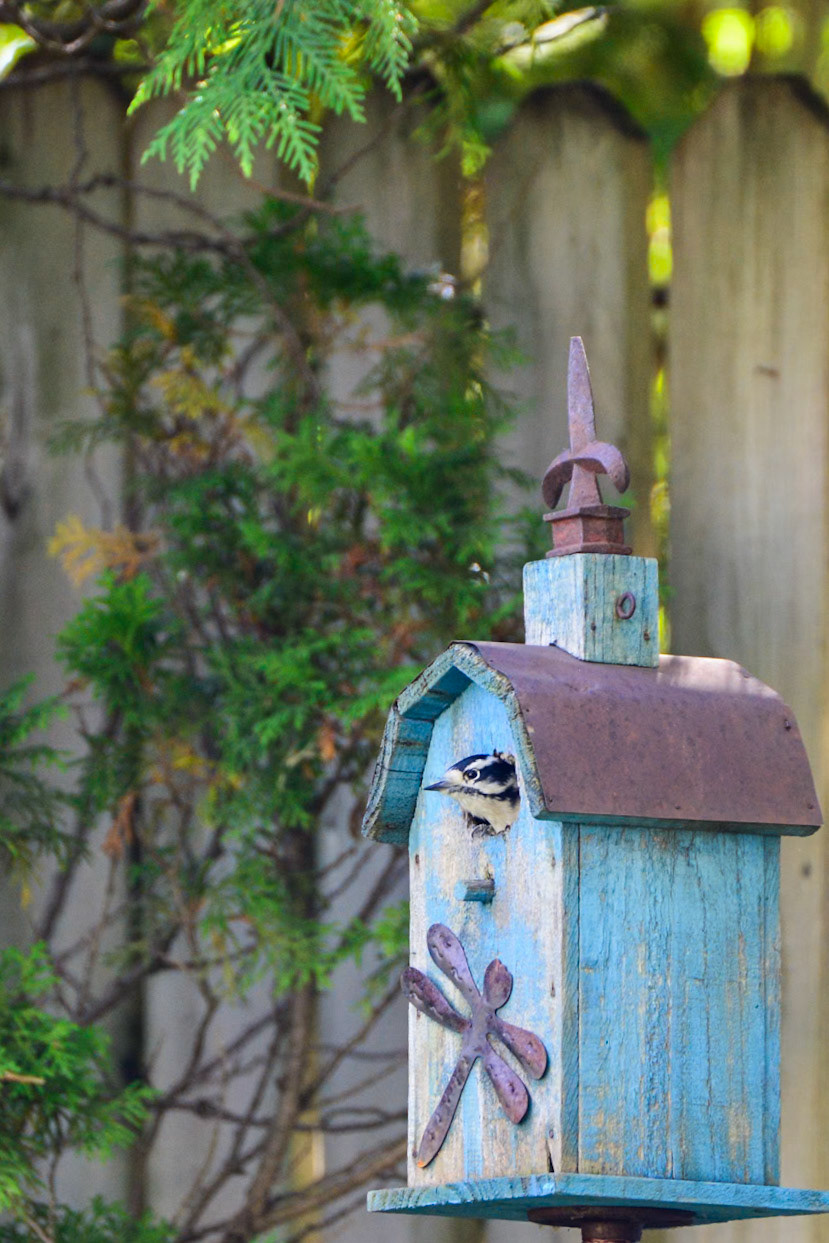 Downy Woodpecker