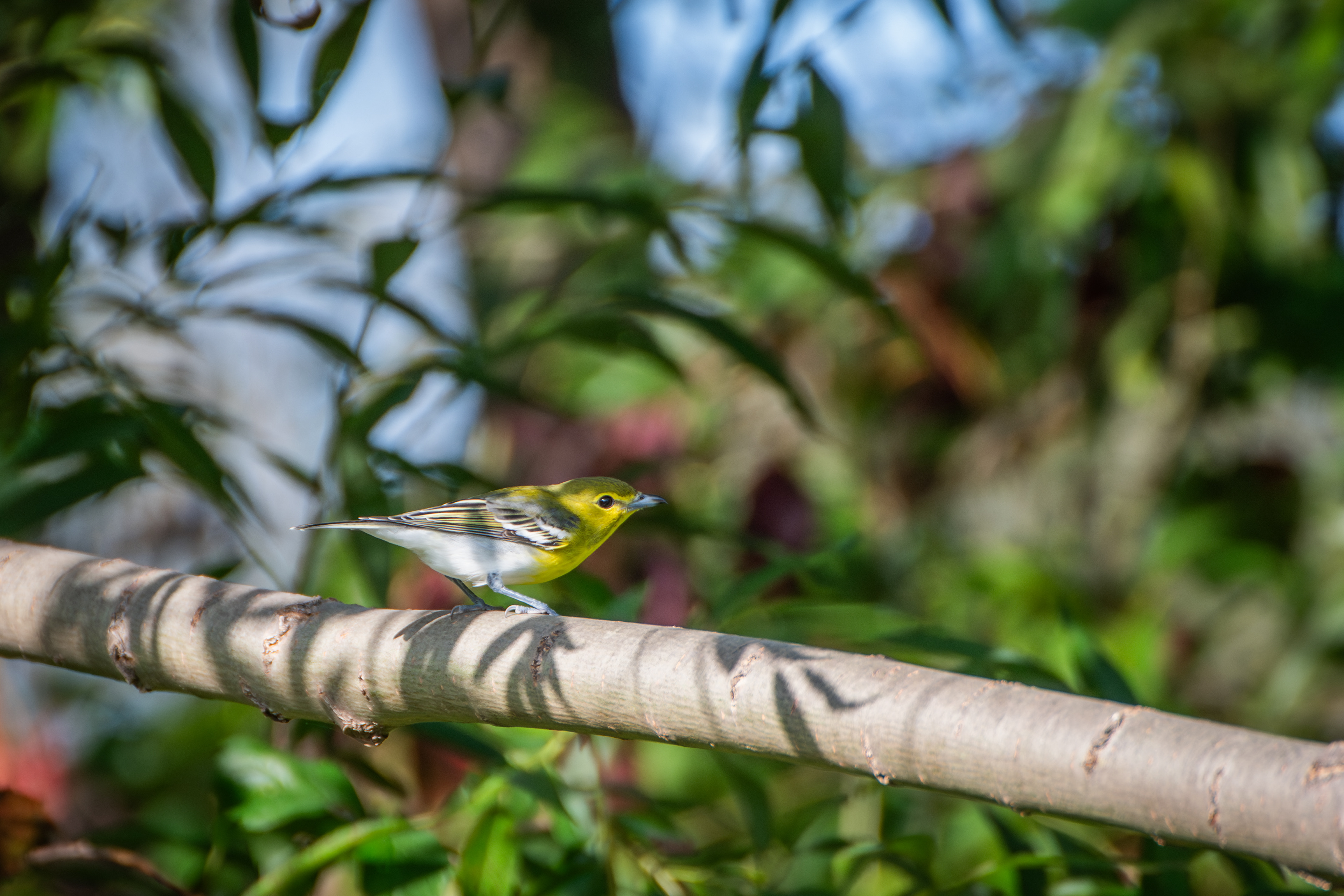 Yellow-Throated Vireo