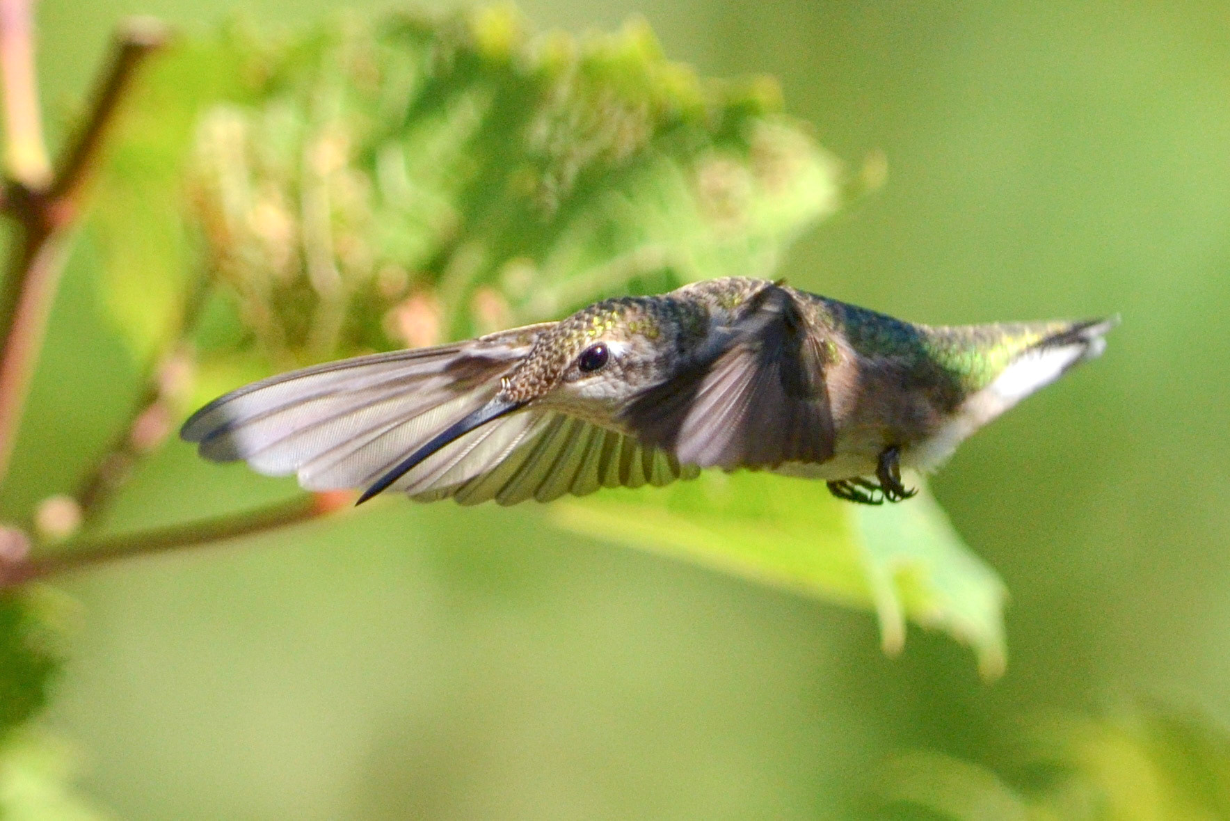 Ruby-throated Hummingbird