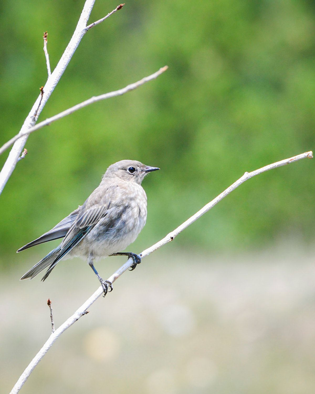 Mountain Bluebird