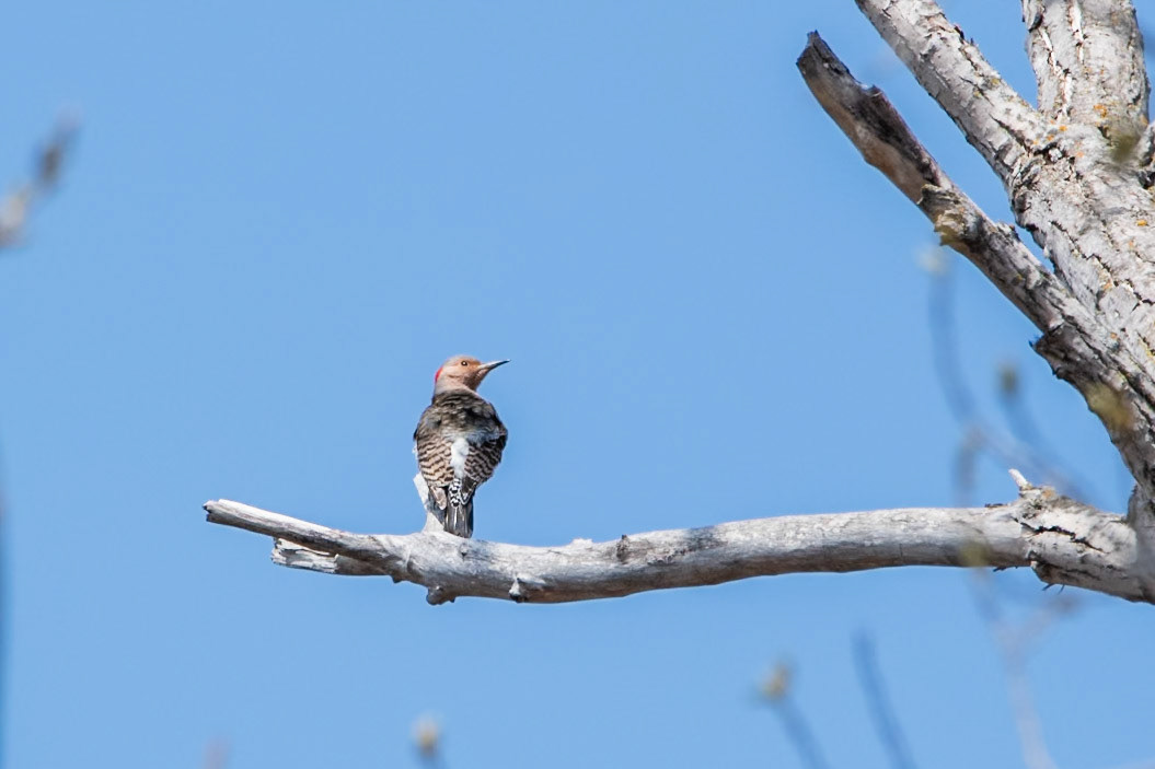 Northern Flicker