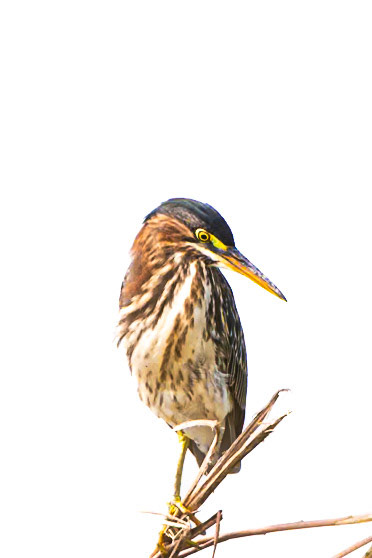 Green Heron