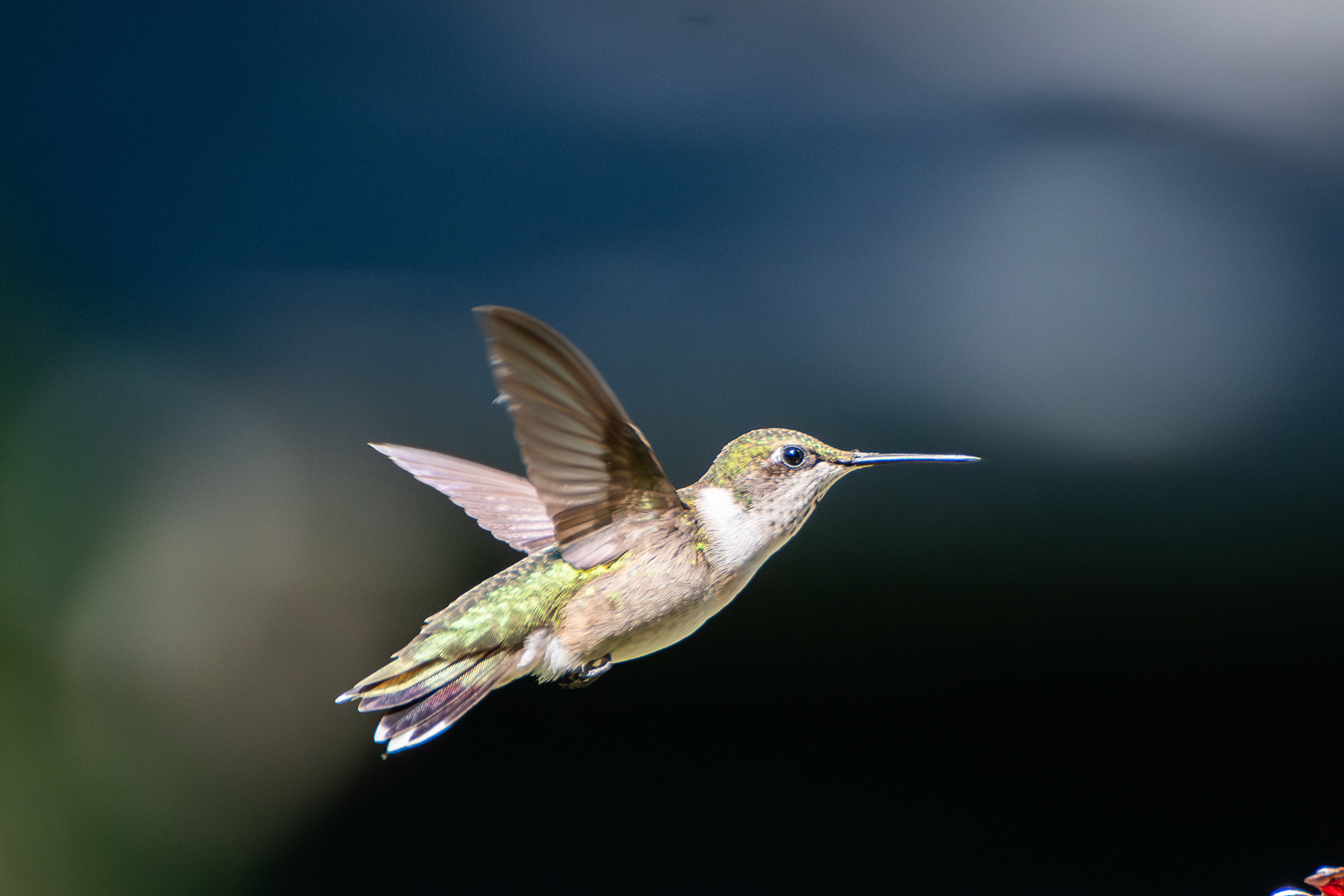 Ruby-throated Hummingbird