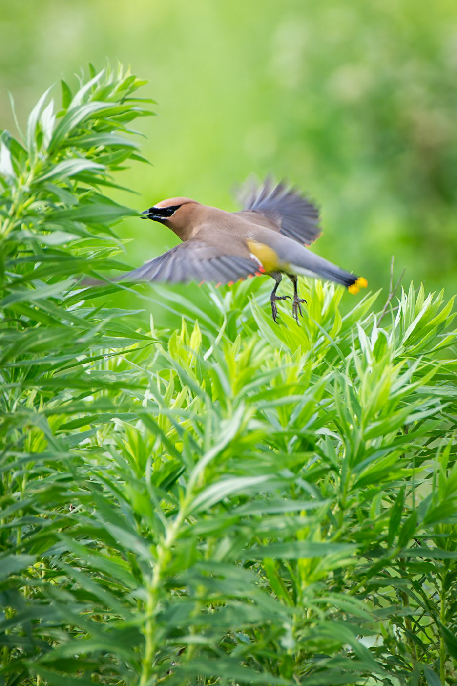 Cedar Waxwing
