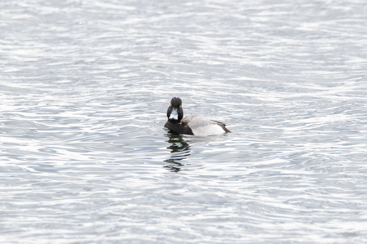 Lesser Scaup