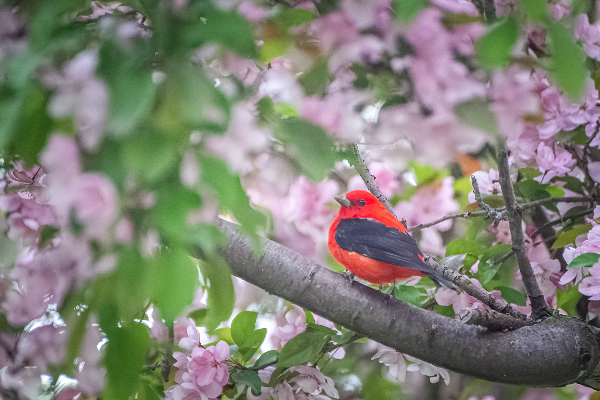 Scarlet Tanager
