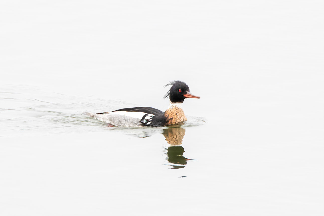 Red-Breasted Merganser