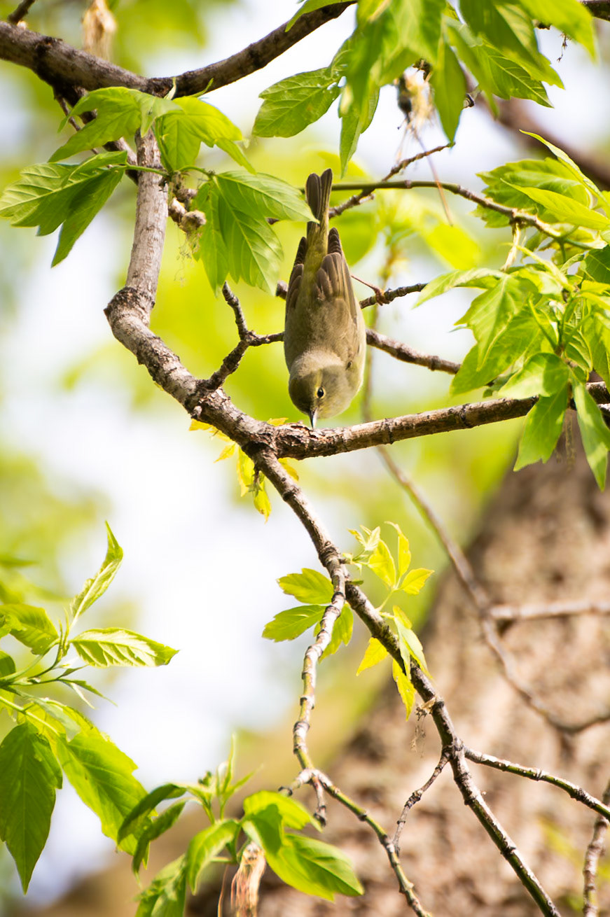 Orange Crowned Warbler