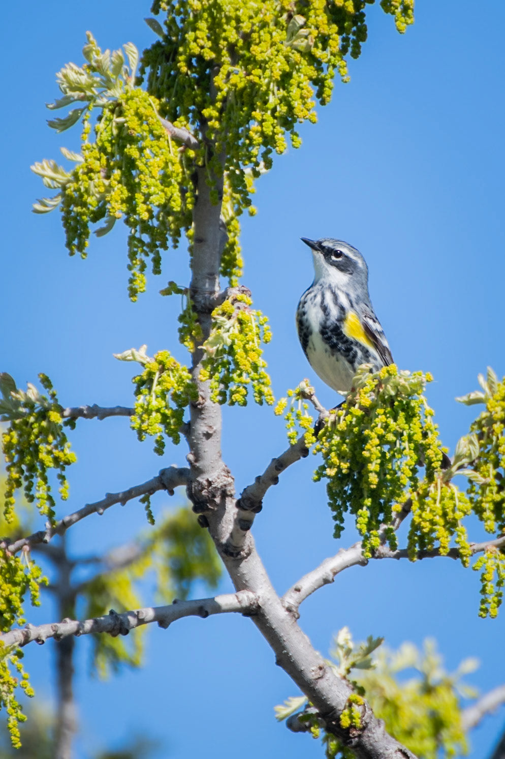 Yellow Rumped Warbler