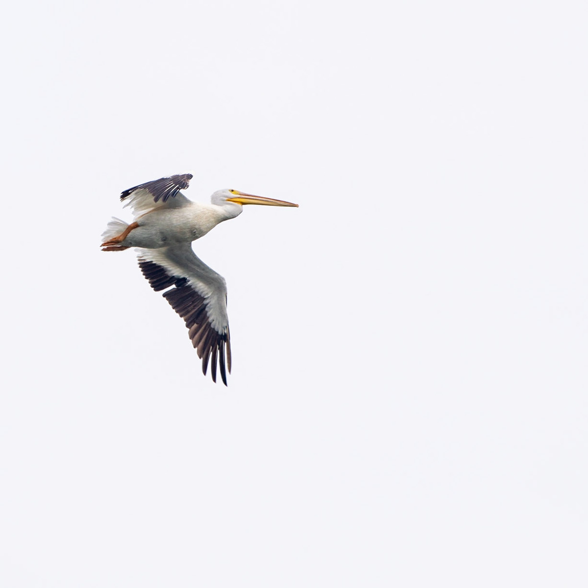 American Pelican