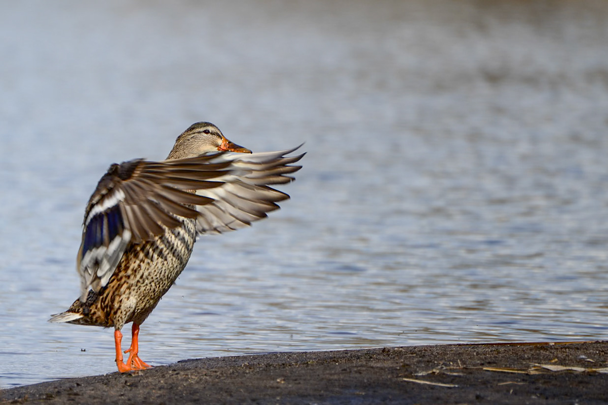 Mallard
