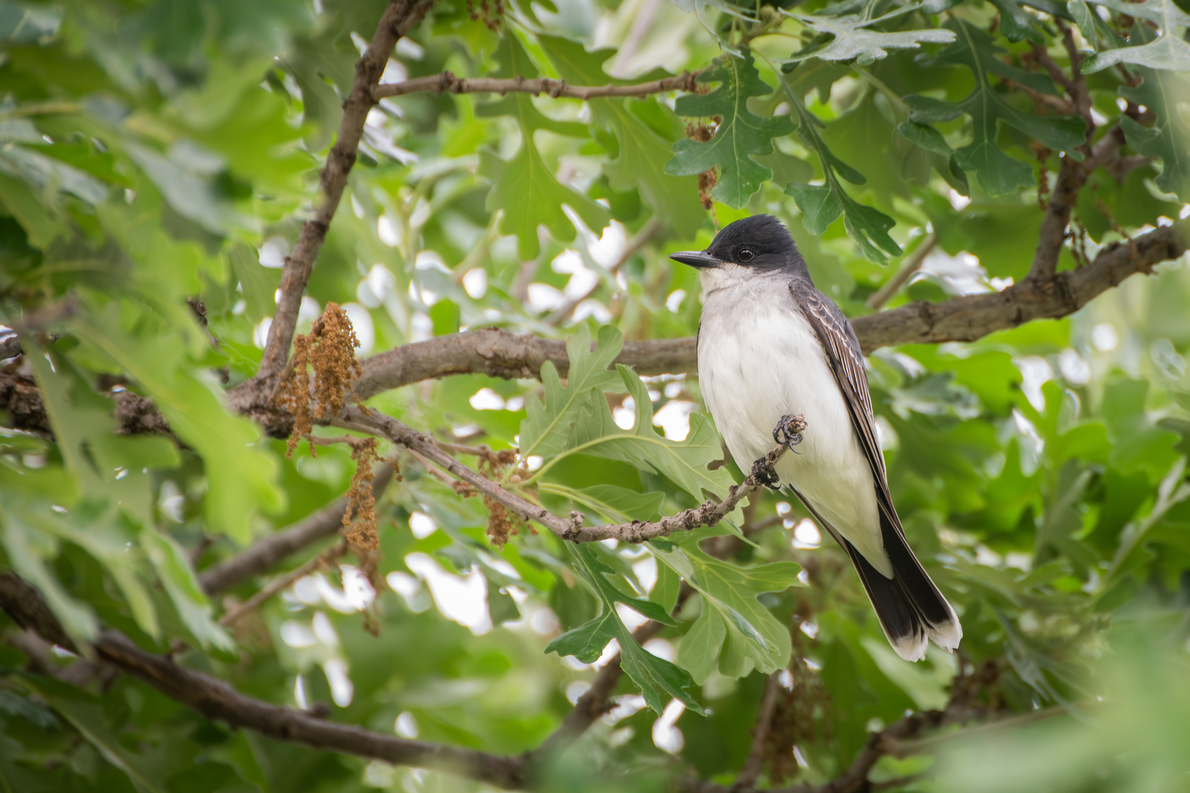 Eastern Kingbird