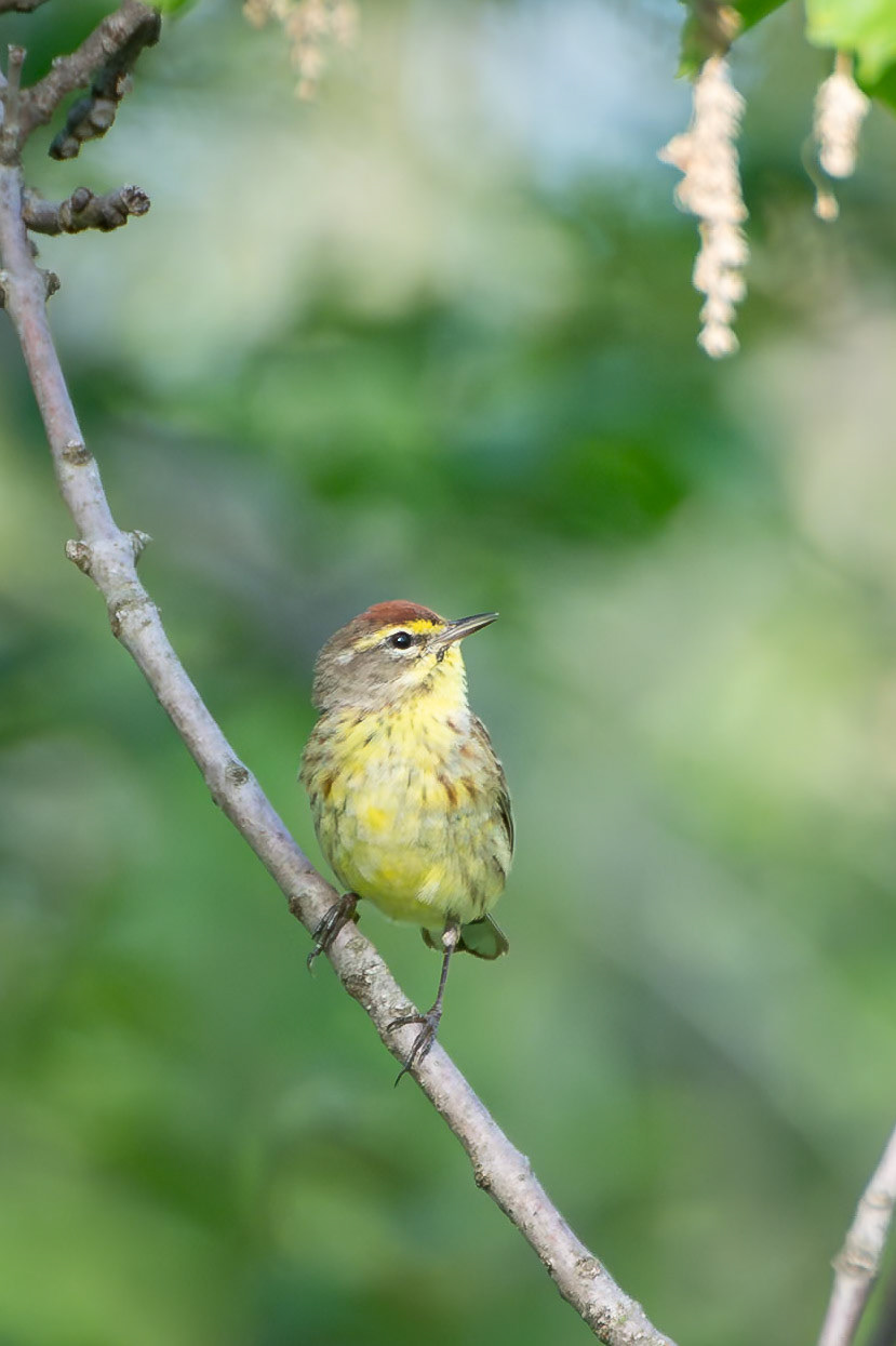 Palm Warbler